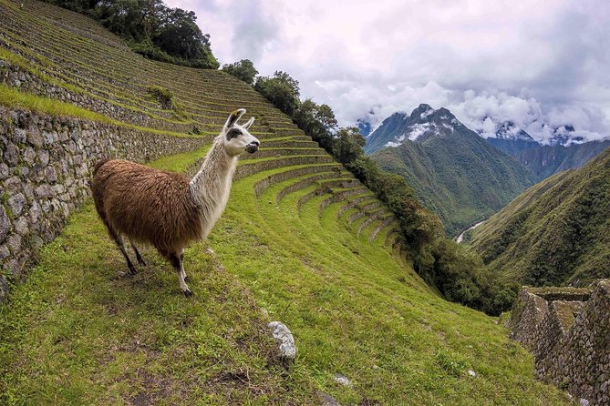 2-Day Short Inca Trail to Machu Picchu - Who this short Inca Trail tour suits best