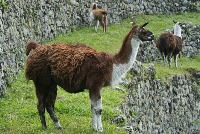 2 Day - Short Inca Trail to Machu Picchu - Group Service - Booking the right way: permits, pacing, and small items you might miss