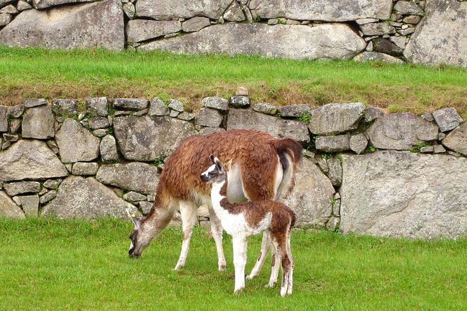 2 Day - Tour to Machu Picchu from Cusco - Group Service - Who should book this Machu Picchu from Cusco group tour