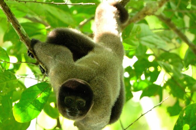 3-Day Eco-Sustainable Private Tour Manu National Park - Key highlights to look for