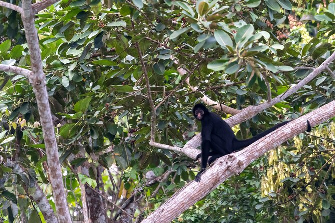 3-Day Eco-Sustainable Private Tour Manu National Park - Parrot clay lick on Day 3: the show that rewards timing