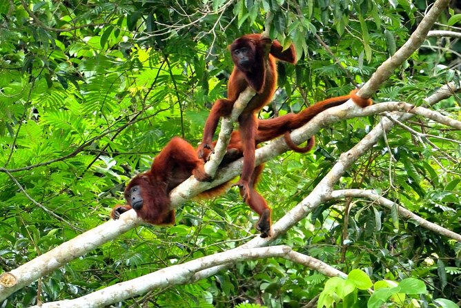 3-Day Eco-Sustainable Private Tour Manu National Park - Guides, food, and lodging: comfort level you can plan around