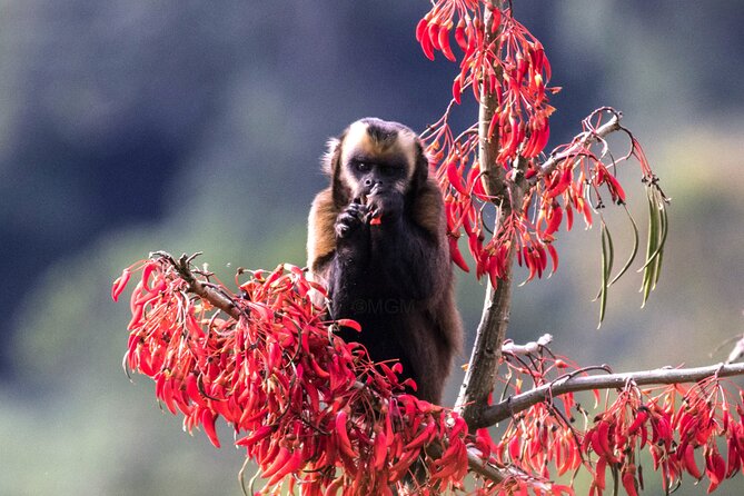 4 Day Tour to the Manu National Park - Quick Hits Before You Go