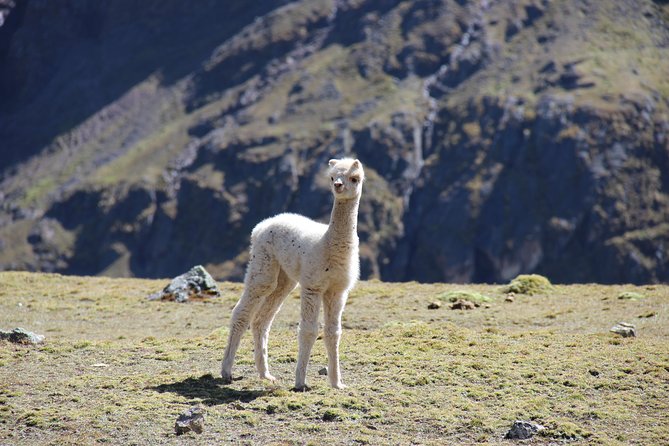 5 Day - Salkantay trek to Machu Picchu - Group Service - Day 2: Huayracpunco pass at 4,650 m and the cloud forest descent