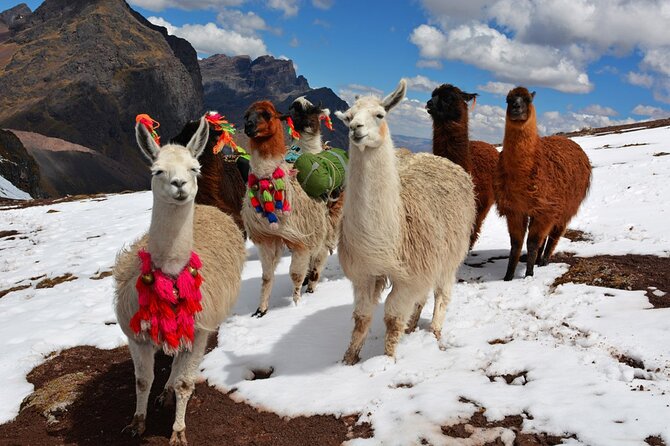 6-Day Tour of Cusco Magico-Machu Picchu-Rainbow Mountain - Price and Value of $539: Meals and Guided Time, Plus One Clear Extra Cost