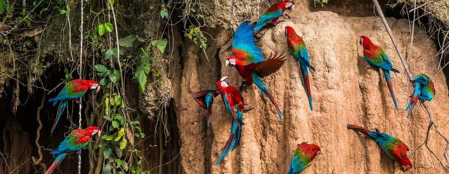 Amazonas Manu Cultural Zone 4 Days / 3 Nights - Pilcopata camping: why one night in the wild is worth it