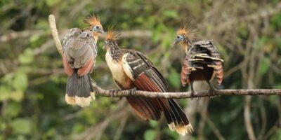 Amazonas Manu Cultural Zone 4 Days / 3 Nights - Cloud forest birding: orchids, heliconias, and bird-scans that matter