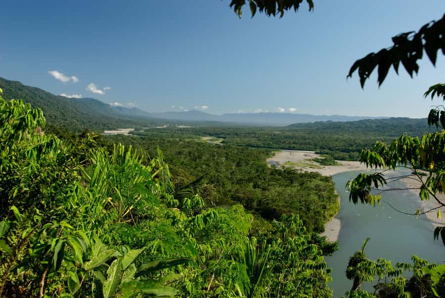 Amazonas Manu Cultural Zone 4 Days / 3 Nights - Ceiba and the jungle trail: thick trees, quiet attention, and more night wildlife