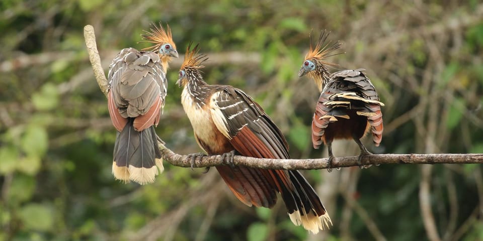 Amazonas Manu Cultural Zone 4 Days / 3 Nights - Returning to Cusco: trails, river views, and that last wildlife scan
