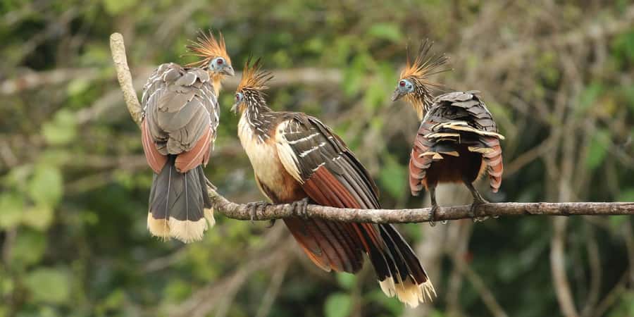 Amazonas Manu Cultural Zone 4 Days / 3 Nights - Cloud forest birding: orchids, heliconias, and bird-scans that matter