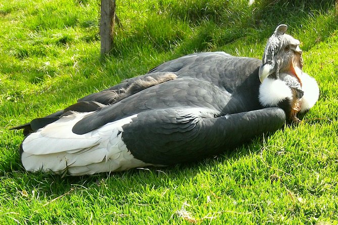 Cochahuasi Animal Sanctuary® Admission Ticket - Why Cochahuasi works as a Cusco side trip