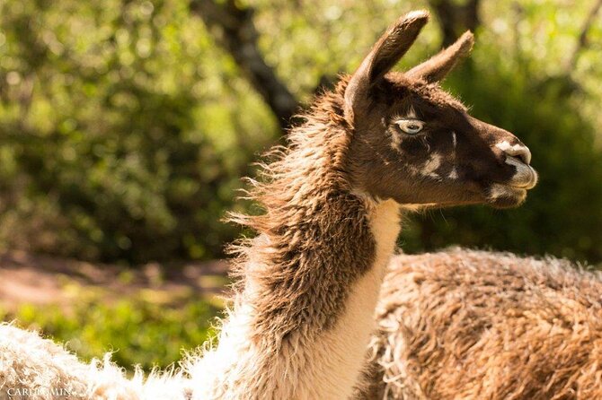 Cochahuasi Animal Sanctuary® Admission Ticket - Cochahuasi Sanctuary walkthrough: what happens during the visit