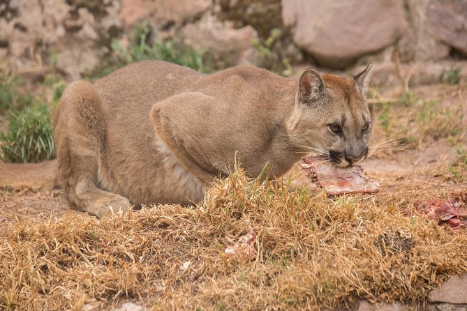 Cochahuasi Animal Sanctuary® Admission Ticket - Time, group size, and why your afternoon plan matters