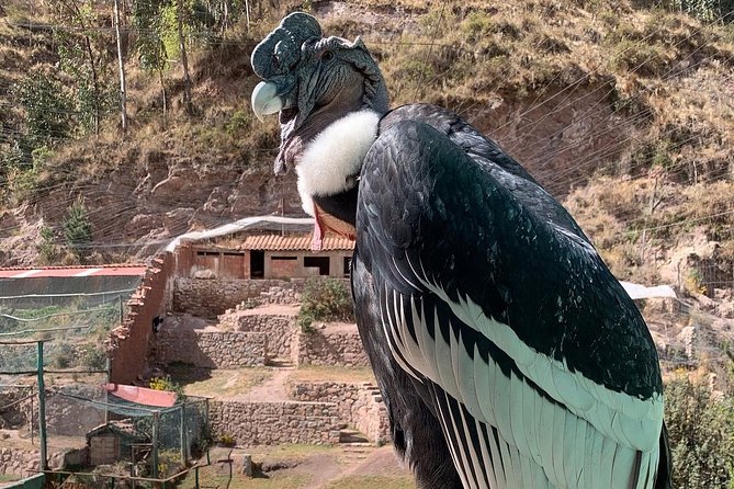 Cochahuasi Animal Sanctuary® Admission Ticket - What might disappoint you (and how to avoid that)