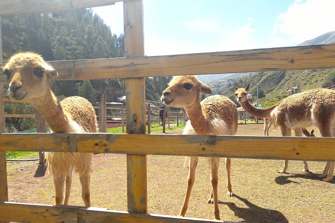 Cochahuasi Animal Sanctuary® Admission Ticket - What your $10 ticket actually buys you