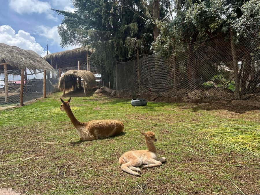 Cusco: Alpaca and Llama Farm Tour w/ Transfer & Weaving Demo - From Busy Cusco Streets to a Farm in About 20 Minutes