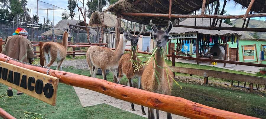 Cusco: Alpaca and Llama Farm Tour w/ Transfer & Weaving Demo - Up Close With Alpacas, Llamas, Vicuñas, and Huanacos