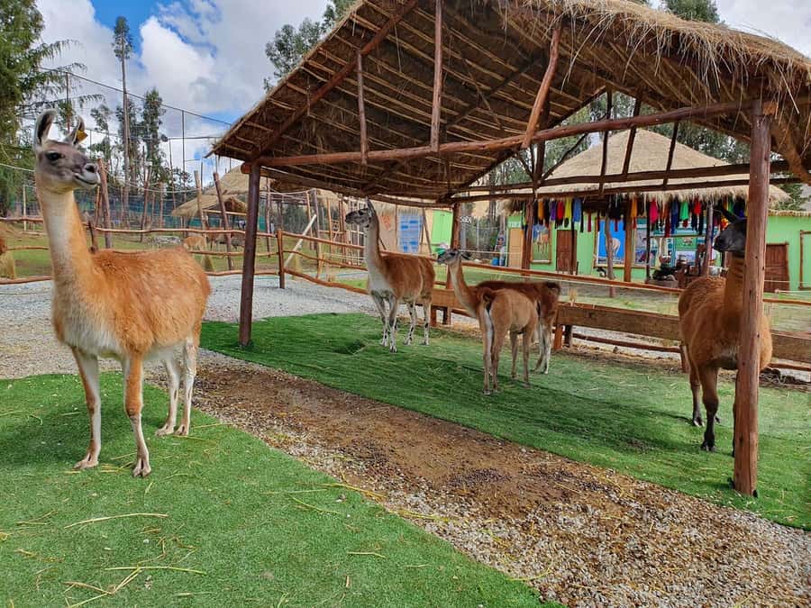 Cusco: Alpaca and Llama Farm Tour w/ Transfer & Weaving Demo - Pricing and Value: What $34 Actually Buys You