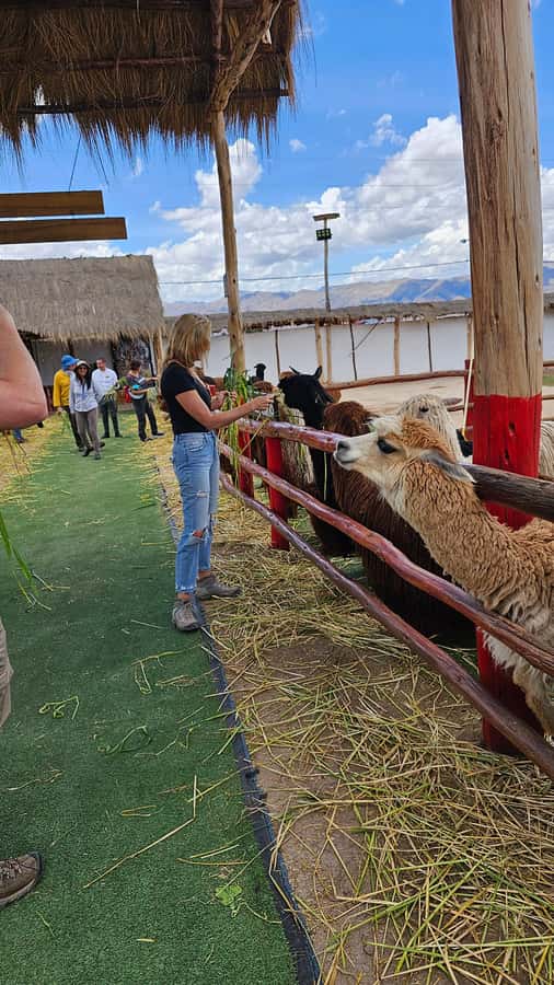Cusco: Alpaca and Llama Farm Tour w/ Transfer & Weaving Demo - The Shop Stop: What to Expect Before You Buy Anything