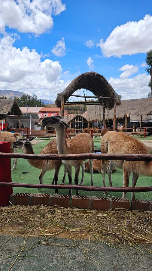 Cusco: Alpaca and Llama Farm Tour w/ Transfer & Weaving Demo - Manos de la Comunidad: The Inca Camelid Story Comes First