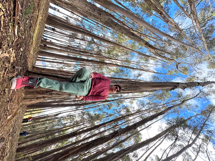 Cusco: Archeological Sites Tour and Forest Photo Experience - Qenqo forest photo session: how to get shots you’ll actually keep