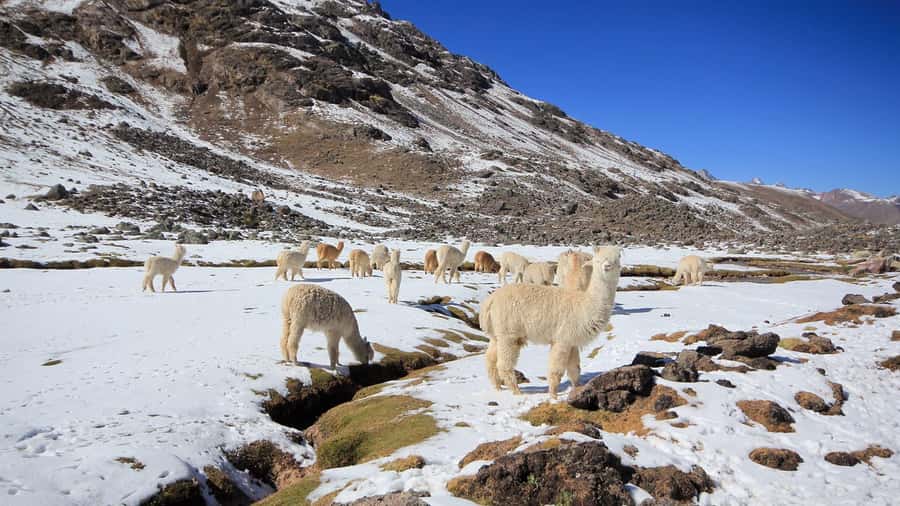 Cusco: Ausangate Tour 7 Lagoons full day - Arrival Details: Where the Tour Ends (and What That Means for Your Plans)