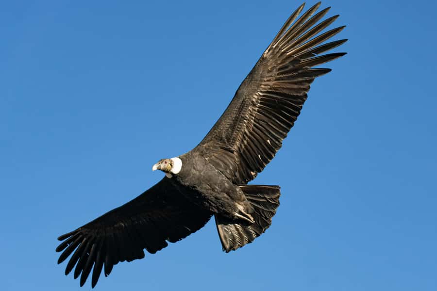 Cusco: Chonta Canyon and Condor Flight Tour with Lunch - Key moments that make this tour worth your time