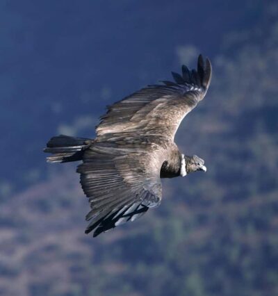 Cusco: Chonta Canyon and Condor Flight Tour with Lunch - Killarumiyoq in Anta: ancient orientation before the condors arrive