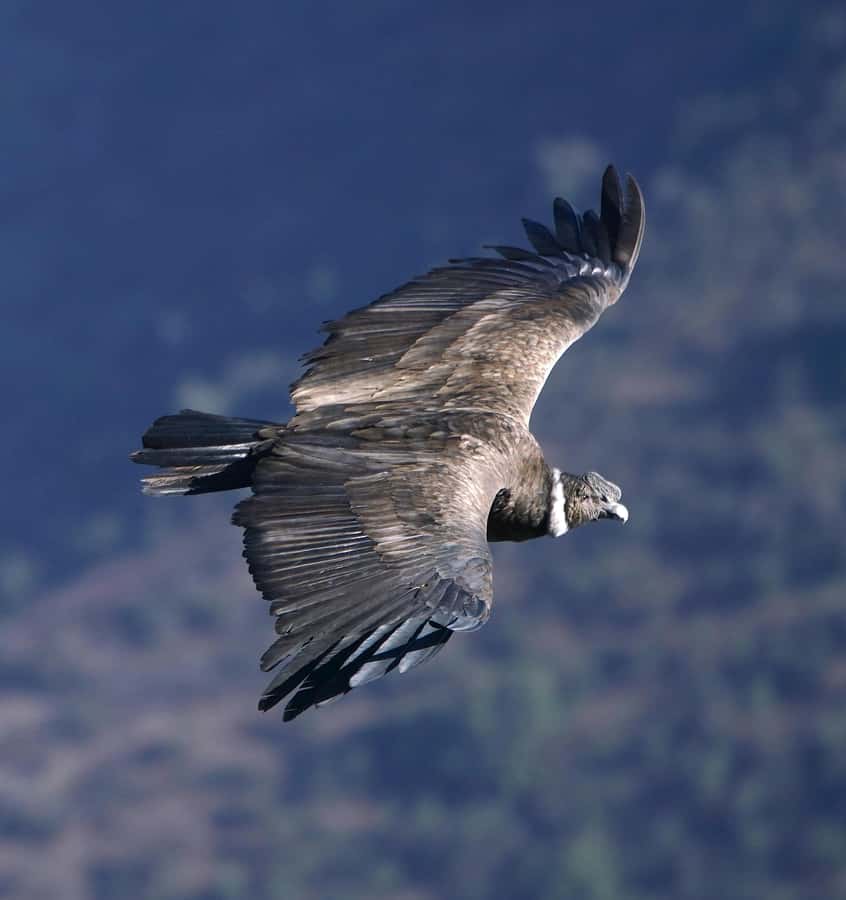 Cusco: Chonta Canyon and Condor Flight Tour with Lunch - Killarumiyoq in Anta: ancient orientation before the condors arrive
