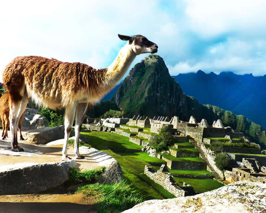 CUSCO: Full Day All Included Private Machu Picchu Experience - Train back to Ollantaytambo and return to Cusco