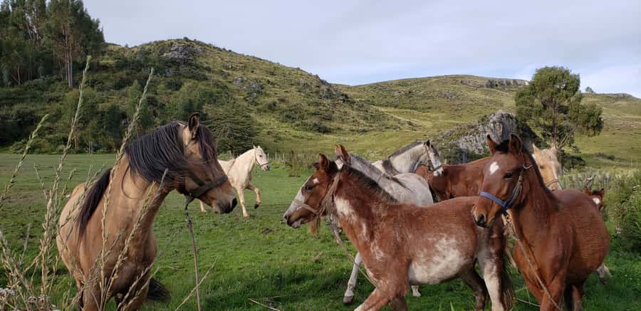 Cusco: Half-Day Horseback Riding at Devil's Balcony - Key things I’d plan for