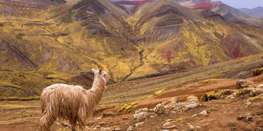 Cusco : Palcoyo - Rainbow Mountain Hidden Sister - Cusipata Breakfast and the Colonial Bridge + Camelid Stop