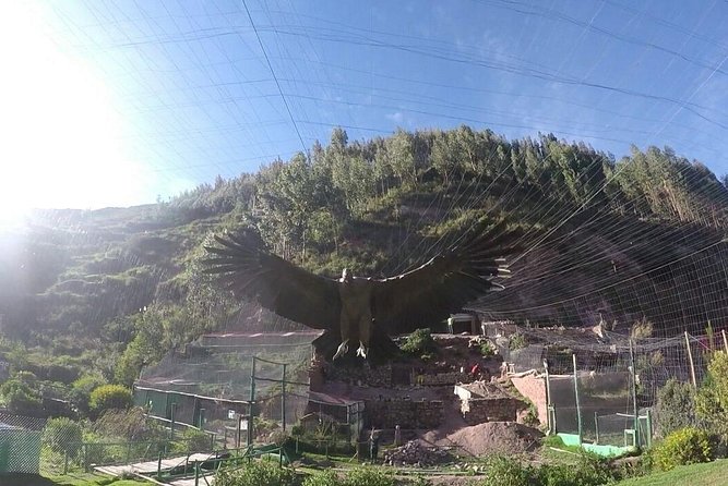 Cusco Santuario de Animales Rescatados en Cusco - Key points to know before you go