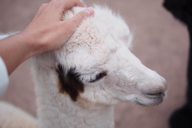 Cusco Santuario de Animales Rescatados en Cusco - Cochahuasi Animal Sanctuary: what kind of visit this really is