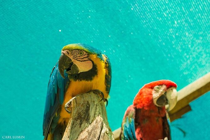 Cusco Santuario de Animales Rescatados en Cusco - What you’ll actually see at Cochahuasi