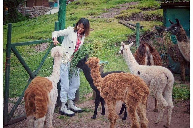 Cusco Santuario de Animales Rescatados en Cusco - The sanctuary mission: education, rescue, and a push toward nature