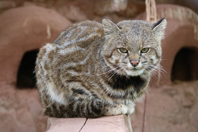 Cusco Santuario de Animales Rescatados en Cusco - How much time you need (and how to fit it into your Cusco days)