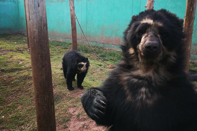 Cusco Santuario de Animales Rescatados en Cusco - Getting to the sanctuary from Cusco without the headache