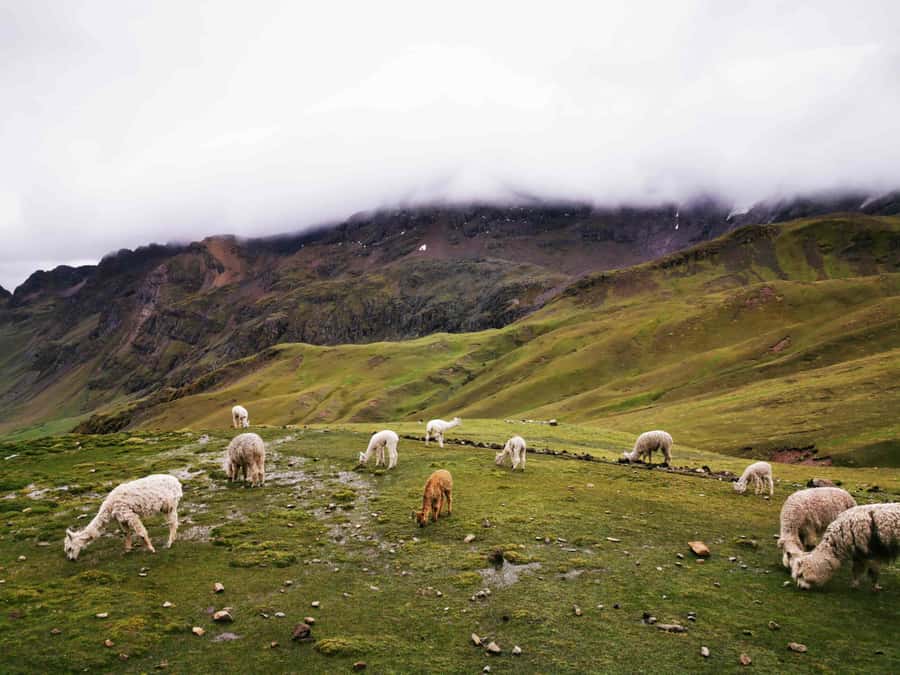 Excursion to Rainbow Mountain in ATV. - Starting Before Sunrise: Cusco Pickup and the Andes Drive