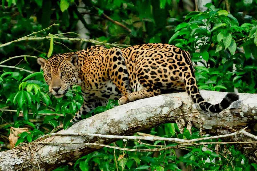 From Cusco: 4-Day Manu National Park Guided Tour - Cusco to Paucartambo: the Culture Gap That Makes the Jungle Feel Worth It