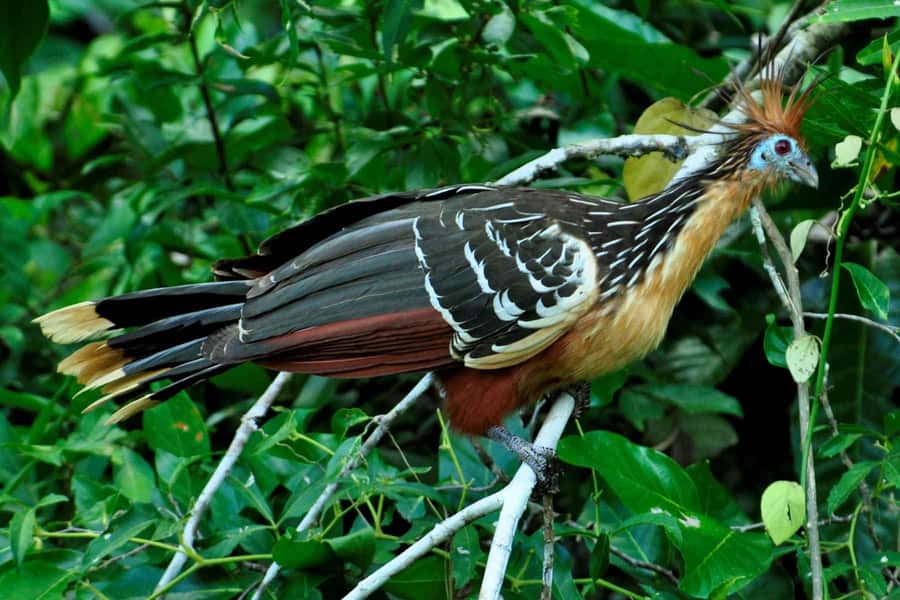 From Cusco: 4-Day Manu National Park Guided Tour - Pillcopata to Manu Hostel: Boats, Birds, and a Rescue-Center Reality Check