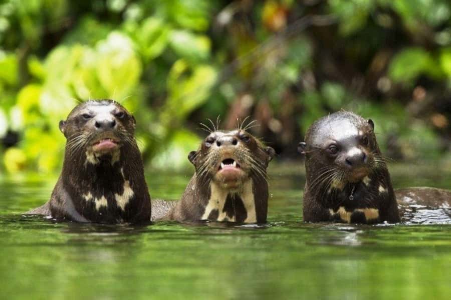 From Cusco: 4-Day Manu National Park Guided Tour - Value Check: Is $427 a Good Deal for Manu?