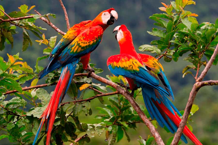 From Cusco: 4-Day Manu National Park Guided Tour - Cloud Forest Descent: Birds, Bears, and Slippery Footing