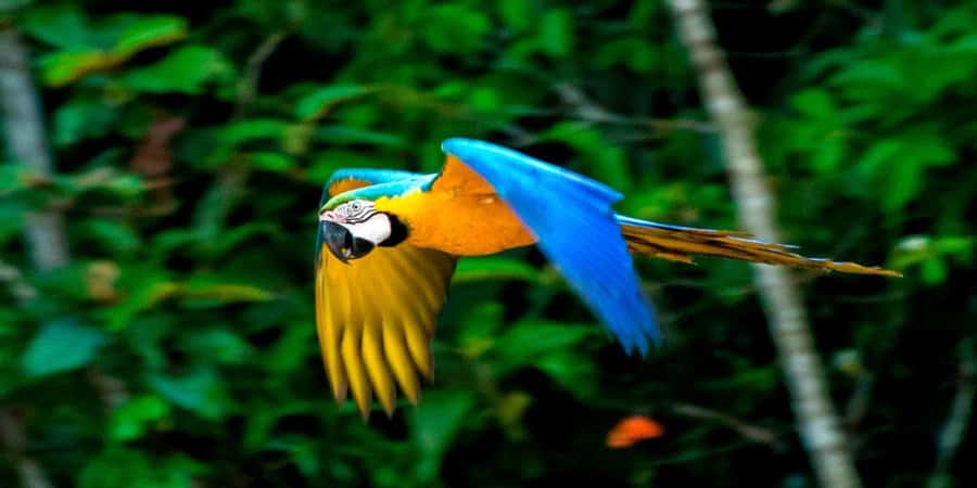 From Cusco: 4 Day Puerto Maldonado Sandoval Lake Excursion - Key highlights worth planning around
