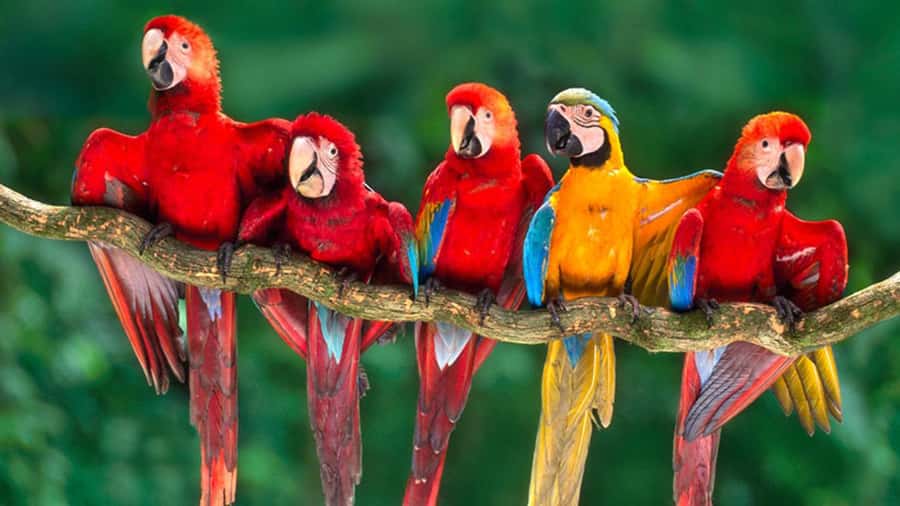 From Cusco: 4 Day Puerto Maldonado Sandoval Lake Excursion - Monkey Island and the Madre de Dios River: Photos, Caimans, and Quick Wins