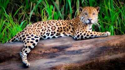 From Cusco: 4 Day Puerto Maldonado Sandoval Lake Excursion - Amazon Lodge Tambopata: Meals, Rooms, and Jungle Nights