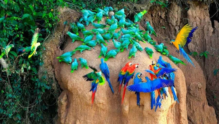 From Cusco: 4 Day Puerto Maldonado Sandoval Lake Excursion - Sandoval Lake in Tambopata National Reserve: The Wildlife Density Moment