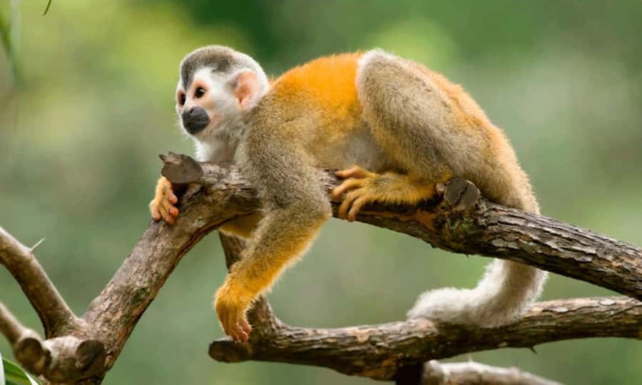 From Cusco: 4 Day Puerto Maldonado Sandoval Lake Excursion - Canopy Walk, Kayaking, and Sunset Boats: Seeing the Jungle From Layers