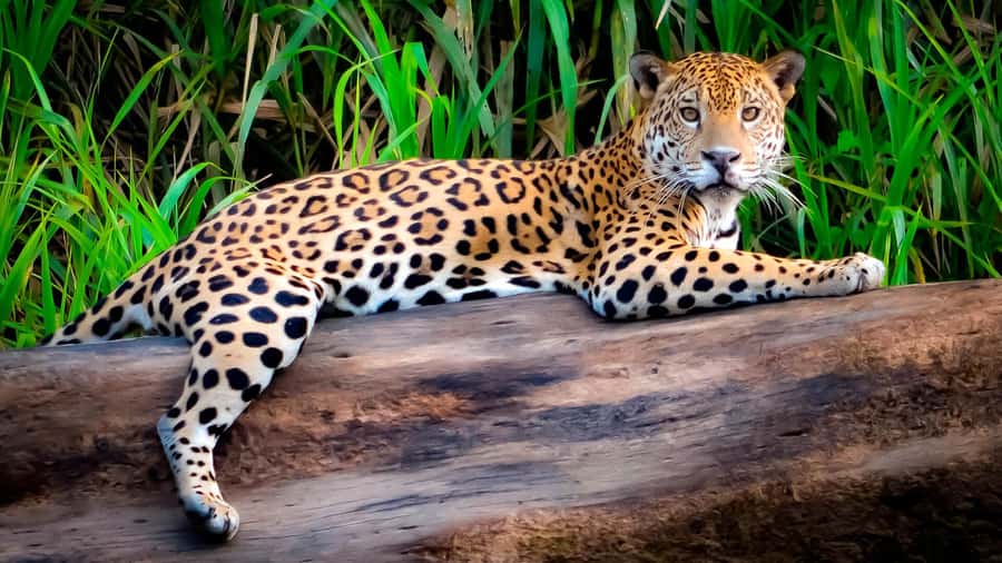 From Cusco: 4 Day Puerto Maldonado Sandoval Lake Excursion - Amazon Lodge Tambopata: Meals, Rooms, and Jungle Nights