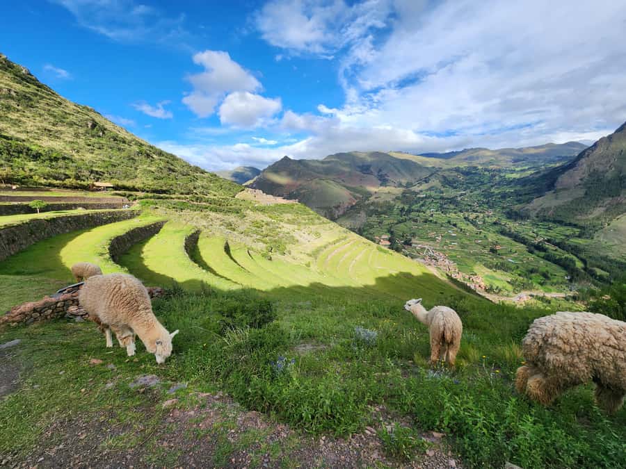 From Cusco: Chinchero, Moray, Maras, Ollantaytambo and Pisaq - Pisac Ruins: Beautiful, Big, and Time-Sensitive